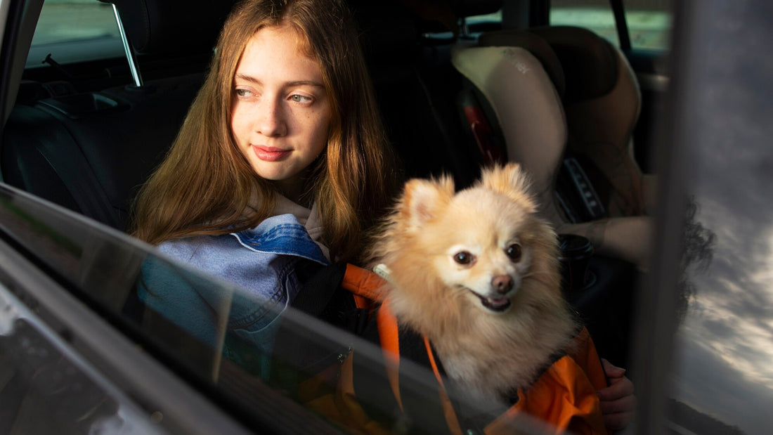 Harnais voiture pour petit chien - PITOUDOUX