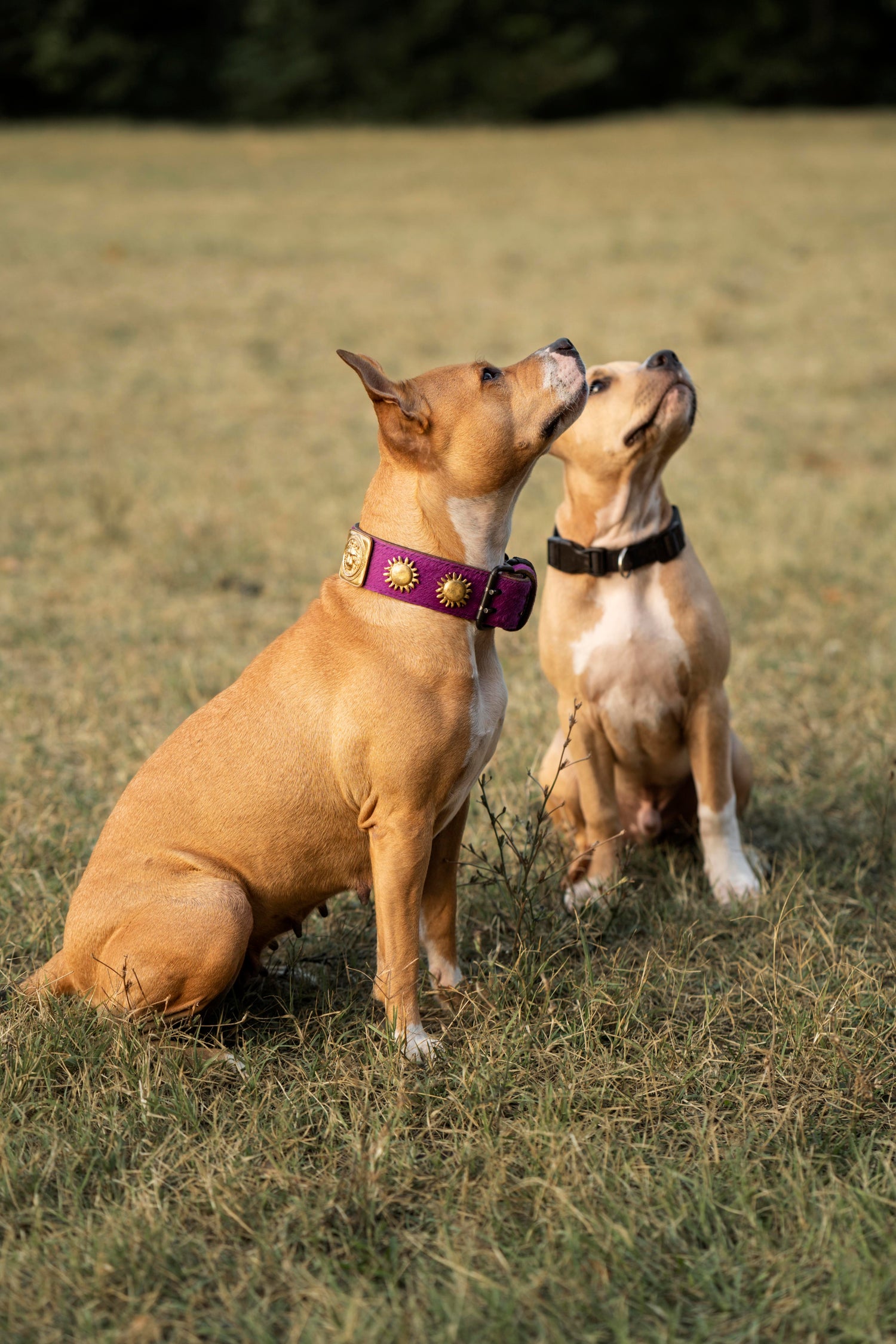 Collier anti-aboiement pour chien