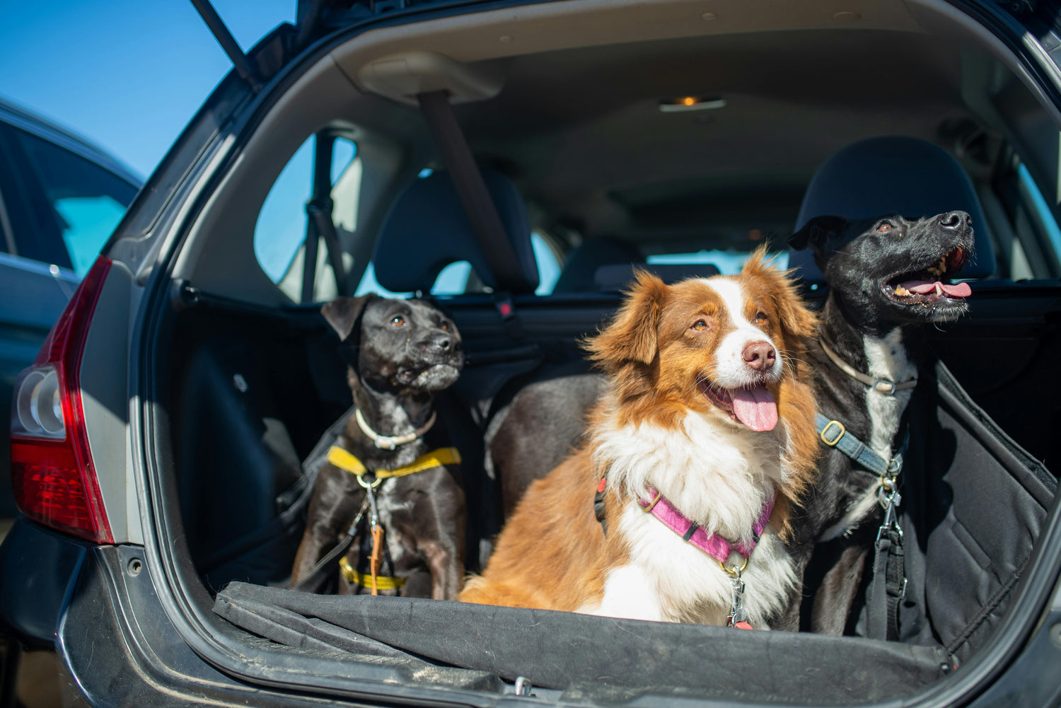 Harnais pour chien en voiture - PITOUDOUX