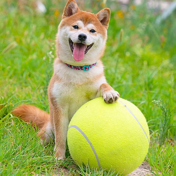 Tennis Ball Giant - jouet pour chien, Lanceur de ramassage de balle de tennis.