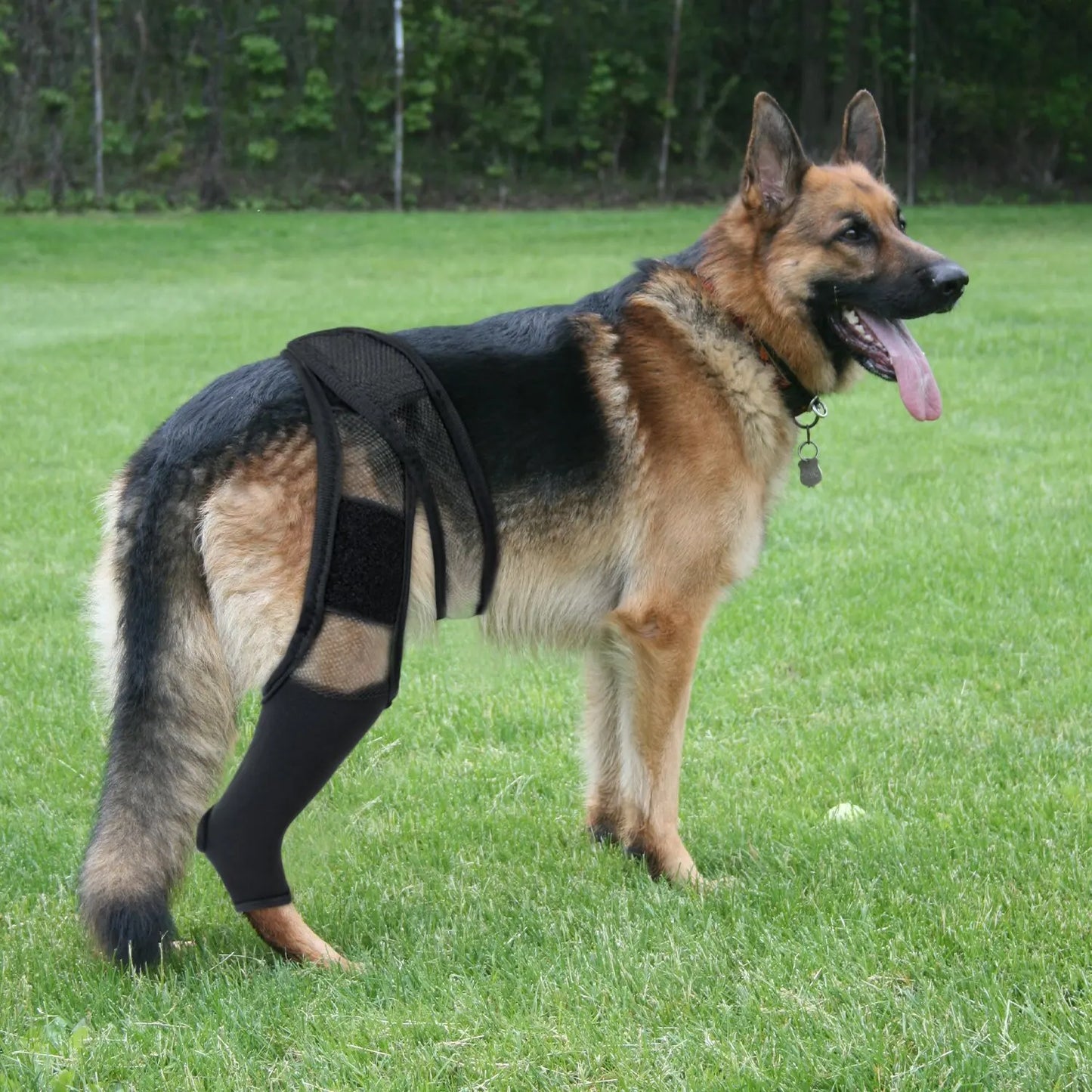 Attelle orthopédique pour chien - PITOUDOUX