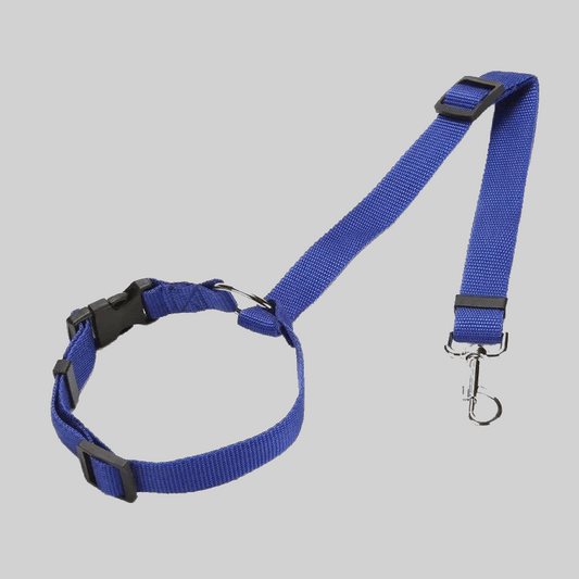 Ceinture de sécurité canine pour voiture bleu - PITOUDOUX