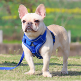 NO PULL HARNESS : Ensemble de harnais et laisse pour Chien