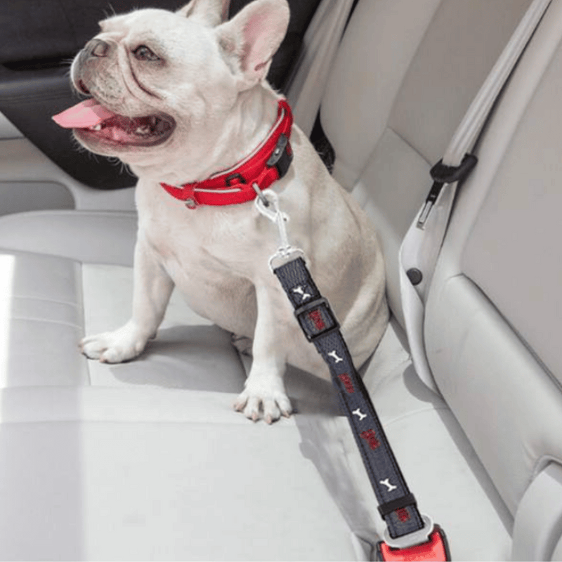 SAFETY-BELT- Ceinture de sécurité de voiture réglable, laisse pour chien.