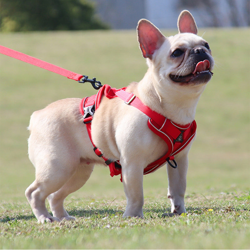 NO PULL HARNESS : Ensemble de harnais et laisse pour Chien