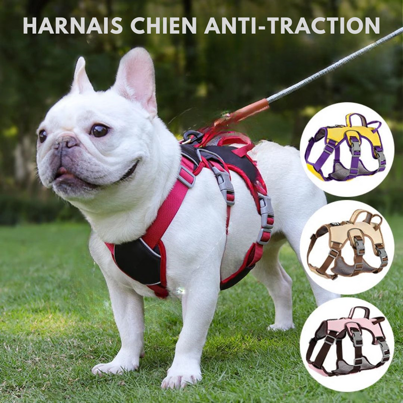 Harnais Chien Anti-traction - Anti-fugue, la Solution Ultime pour des Promenades Sereines - DUOMM NO PULL - PitouDoux