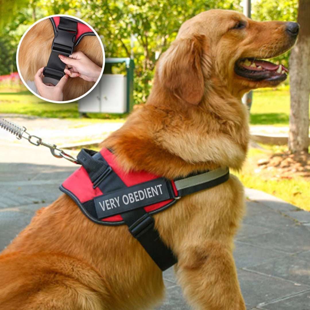 Harnais Anti – traction, personnalisée pour chien - PITOUDOUX