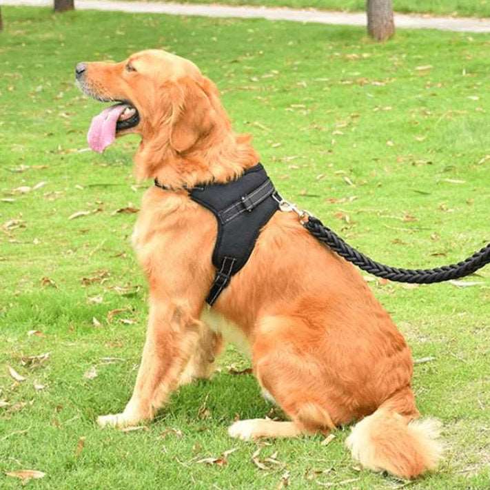 Harnais d'apprentissage pour chien sans traction - PITOUDOUX