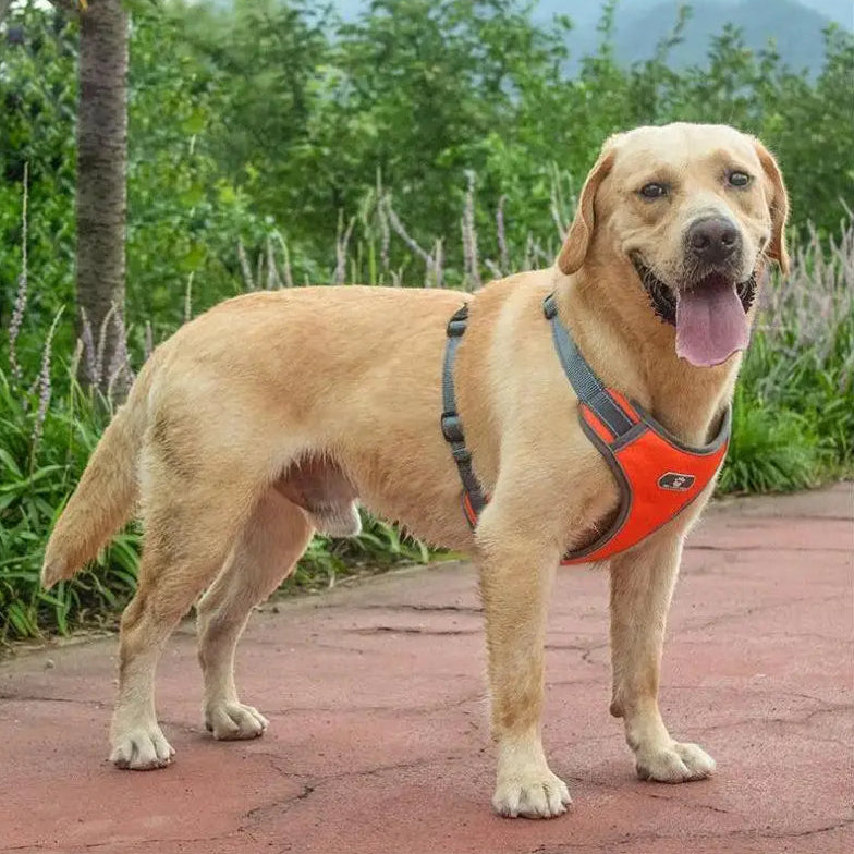 Harnais chien promenade quotidienne - PITOUDOUX