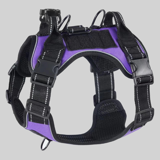 Harnais de traction pour chien couleur violet - PITOUDOUX