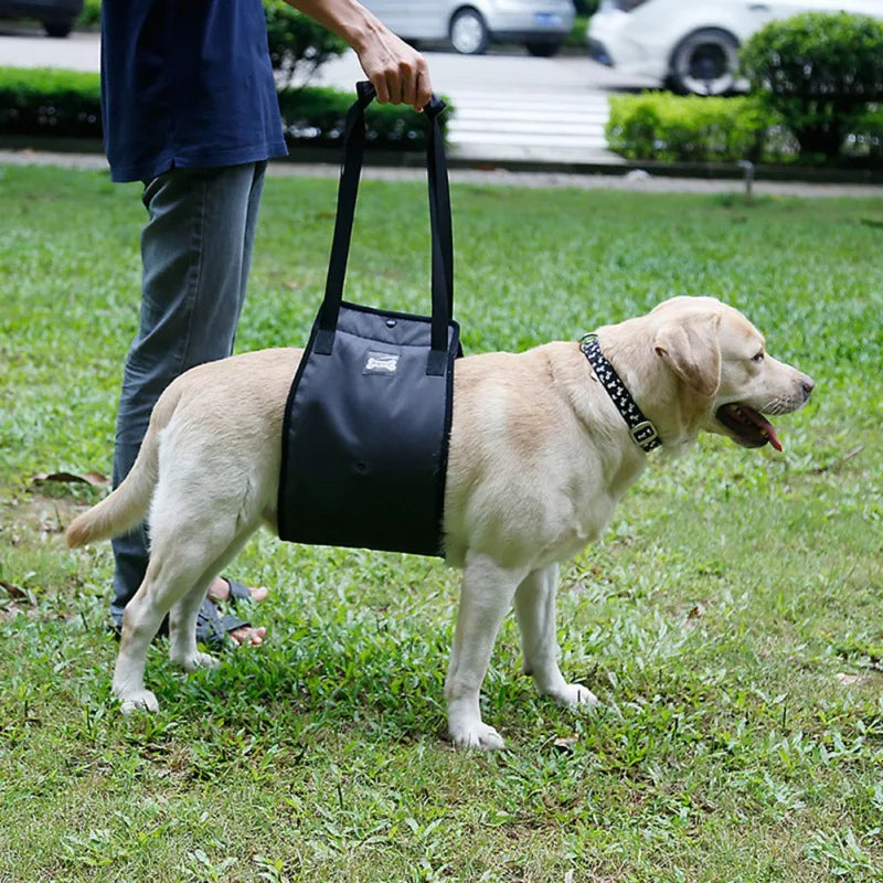 Harnais pour aider un chien handicapé à marcher - PITOUDOUX