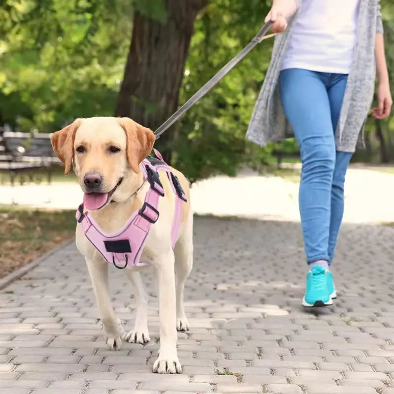 Harnais pour chien de travail - PITOUDOUX