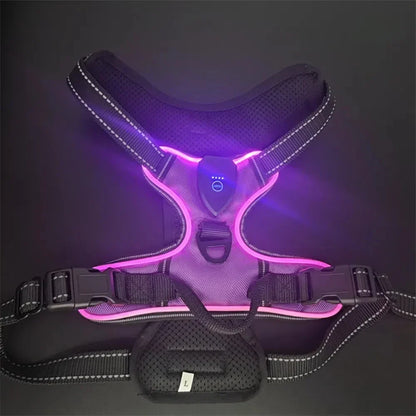 Harnais pour chien lumineux LED Violet - PITOUDOUX