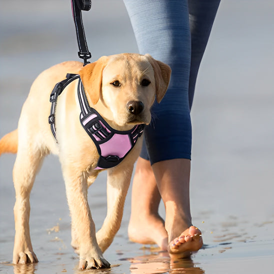 Harnais pour chien qui tire fortement - PITOUDOUX