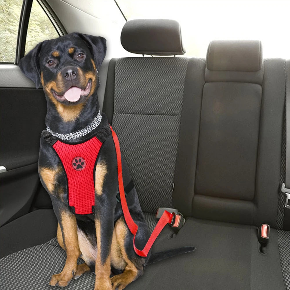 Harnais voiture pour chien petit ou grand - PITOUDOUX