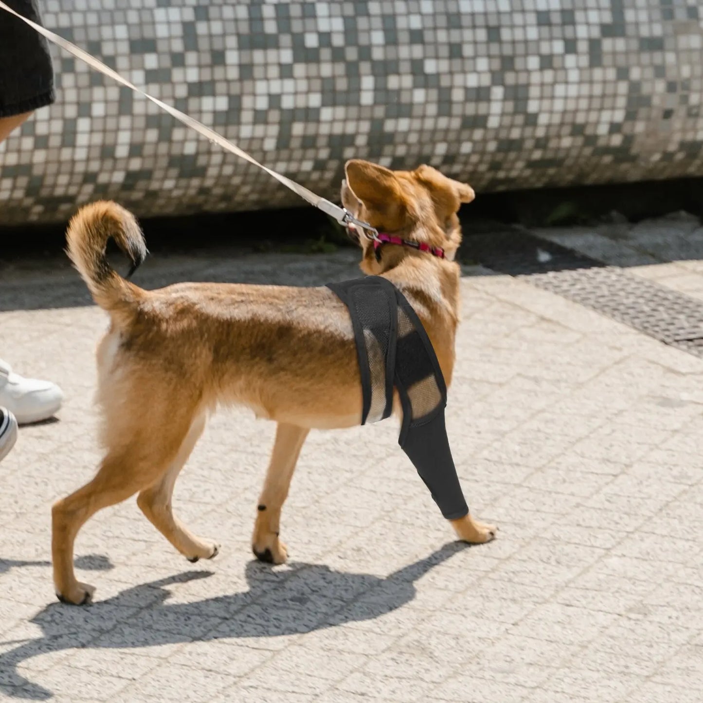 Protection de genou pour chien - PITOUDOUX