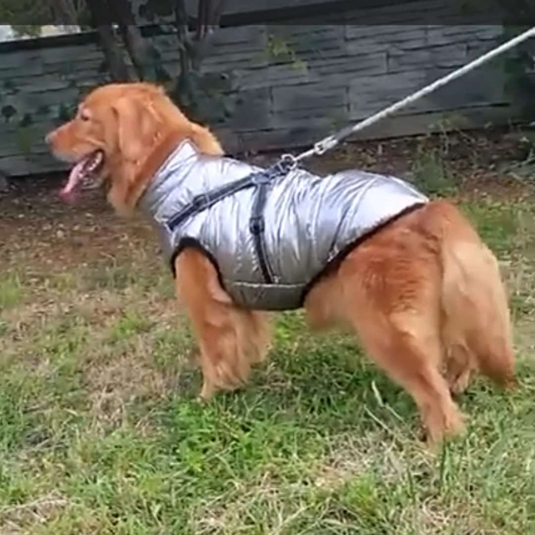 Veste pour chien avec harnais integre argente - PITOUDOUX