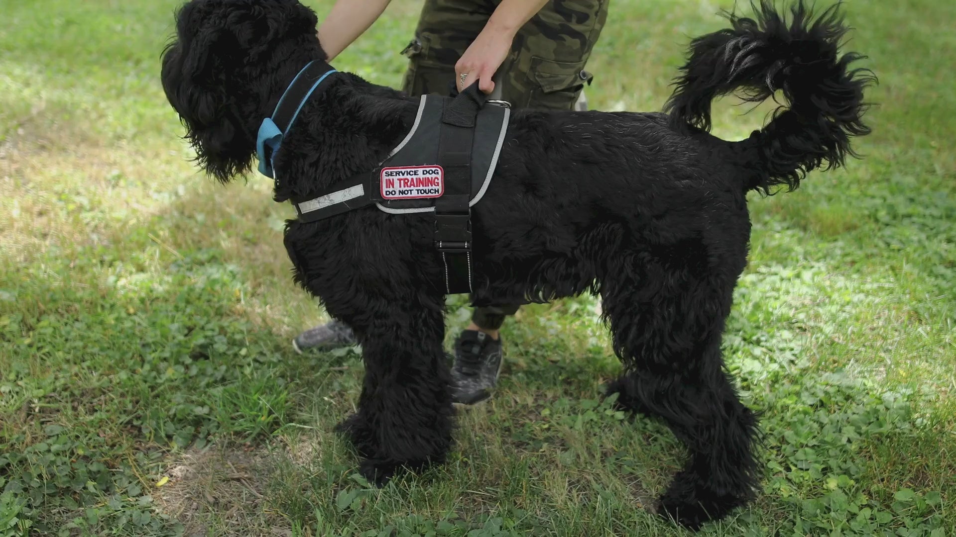 Charger la vidéo : Découvrez notre harnais anti-traction pour chien, parfait pour des balades apaisées et un contrôle optimal. Idéal pour les séances d&#39;entraînement, les promenades quotidiennes et les voyages en voiture grâce à sa compatibilité avec les ceintures de sécurité. Offrez à votre chien confort et sécurité, où que vous alliez