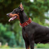 SHARP™ - Collier anti-morsure pour Chien en Cuir Clouté - PitouDoux